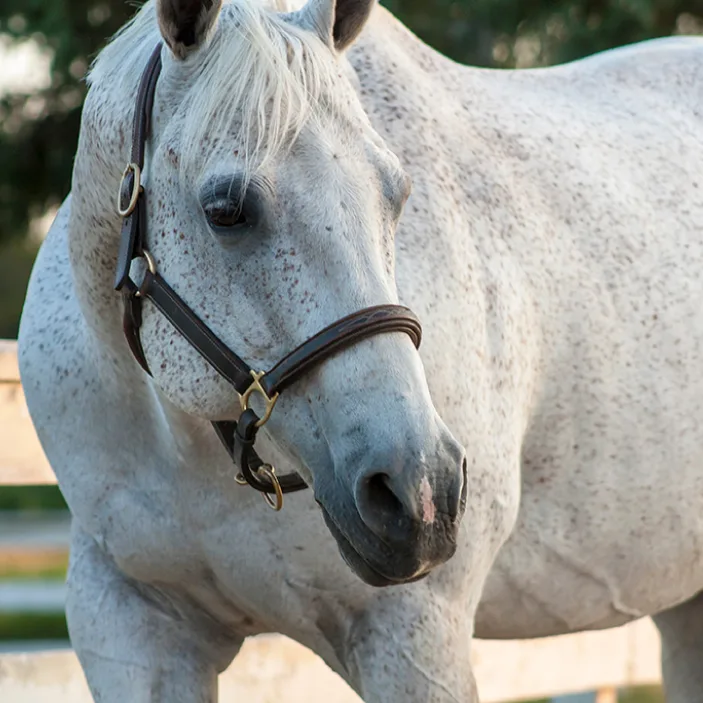 HYPP in Quarter Horses: A History Worth Understanding