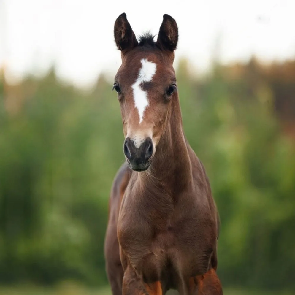 Understanding the Impact of the U.S. 25% Tariff on Canadian Horses