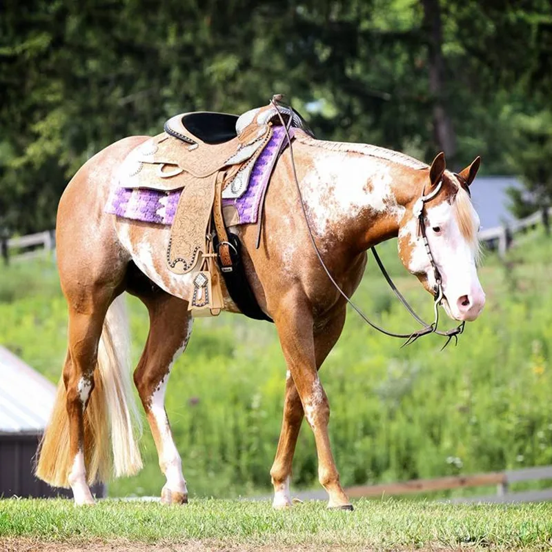 Feature Release v1.3