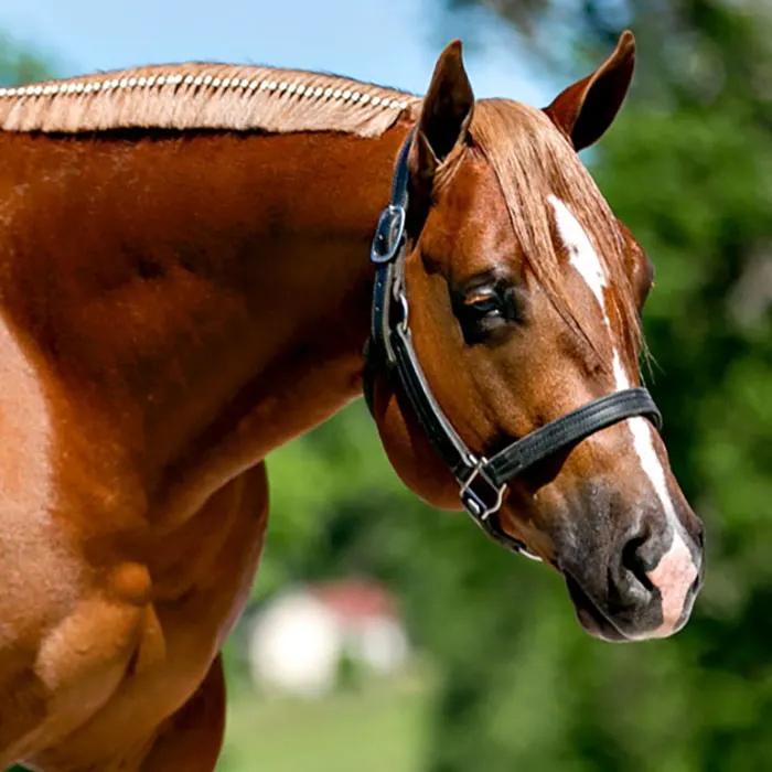 Feature Release v1.3.2