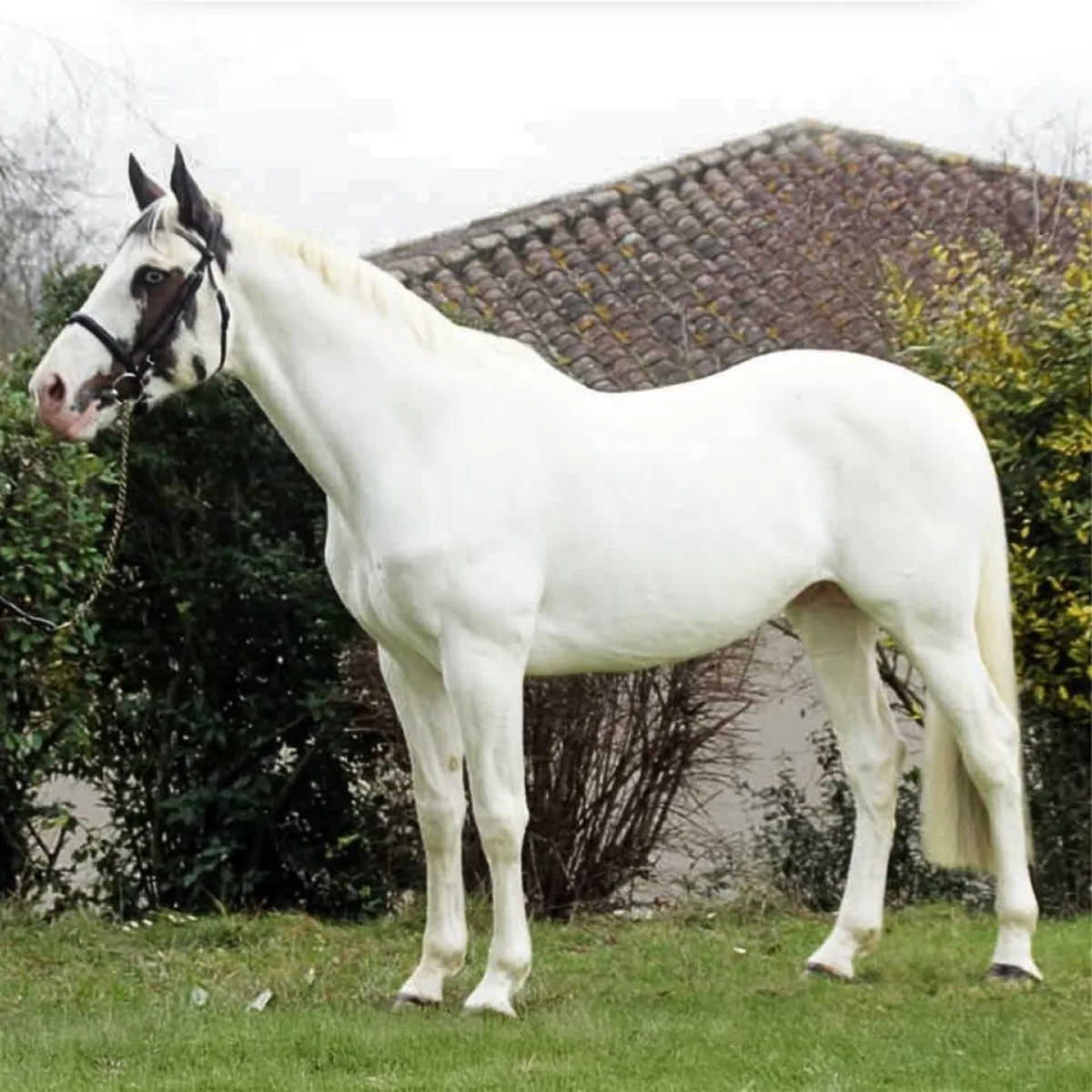 New Genetic Breakthrough: Etalon Identifies Three New Dominant White Variants in Horses