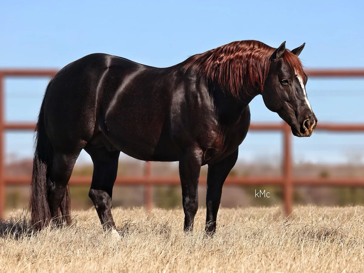 Channel Cat Stallion A Tale of the Cat Quarter Horse (AQHA ) Stallion Listing | A Tale of ...