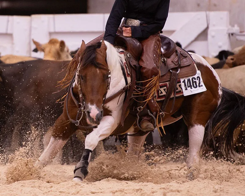 Cats Painted Illusion