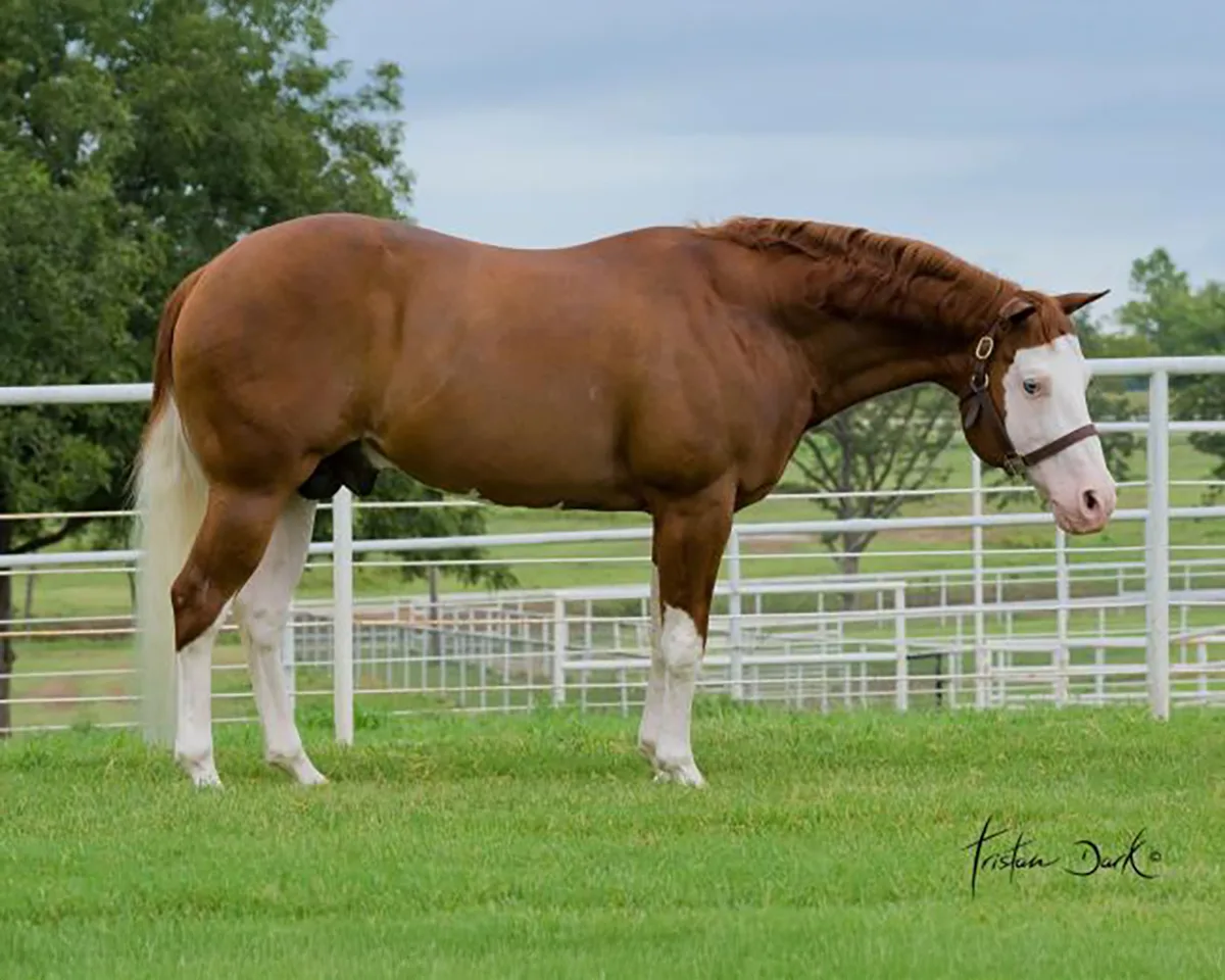 Colonels Smoking Gun