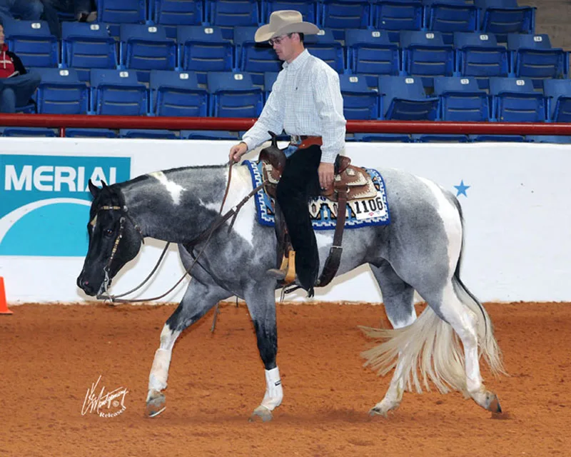 Forest Midnight Comet