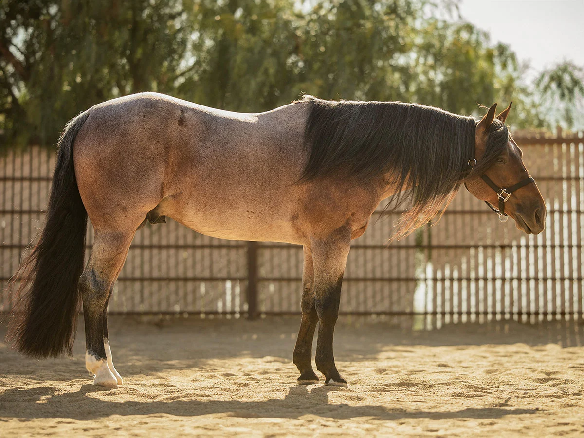 MC Metallic Lighting