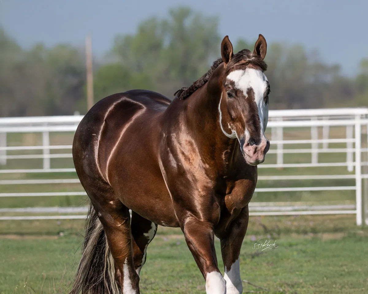 RHF One Fancy Phantom