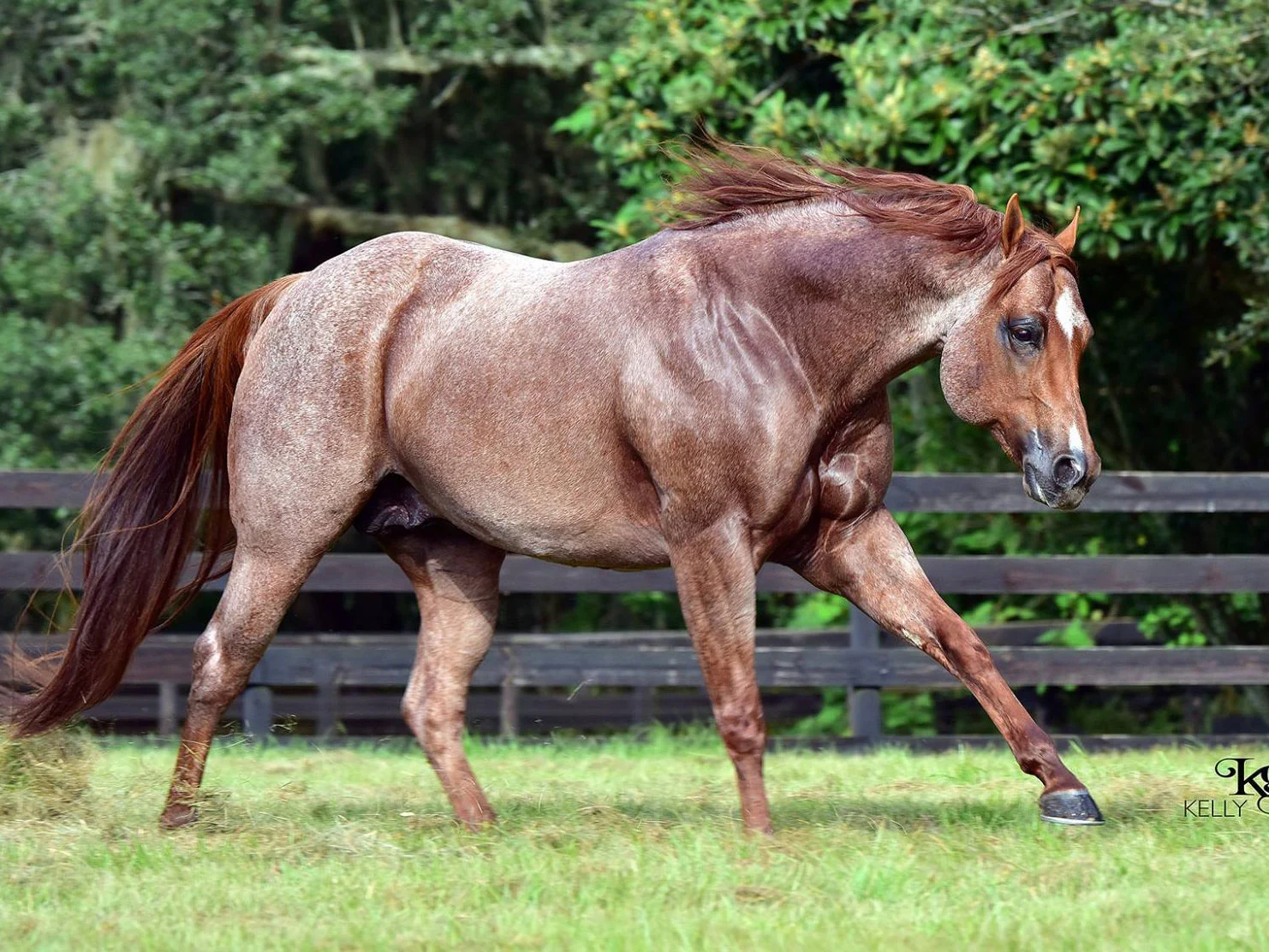 Strutin On The Range