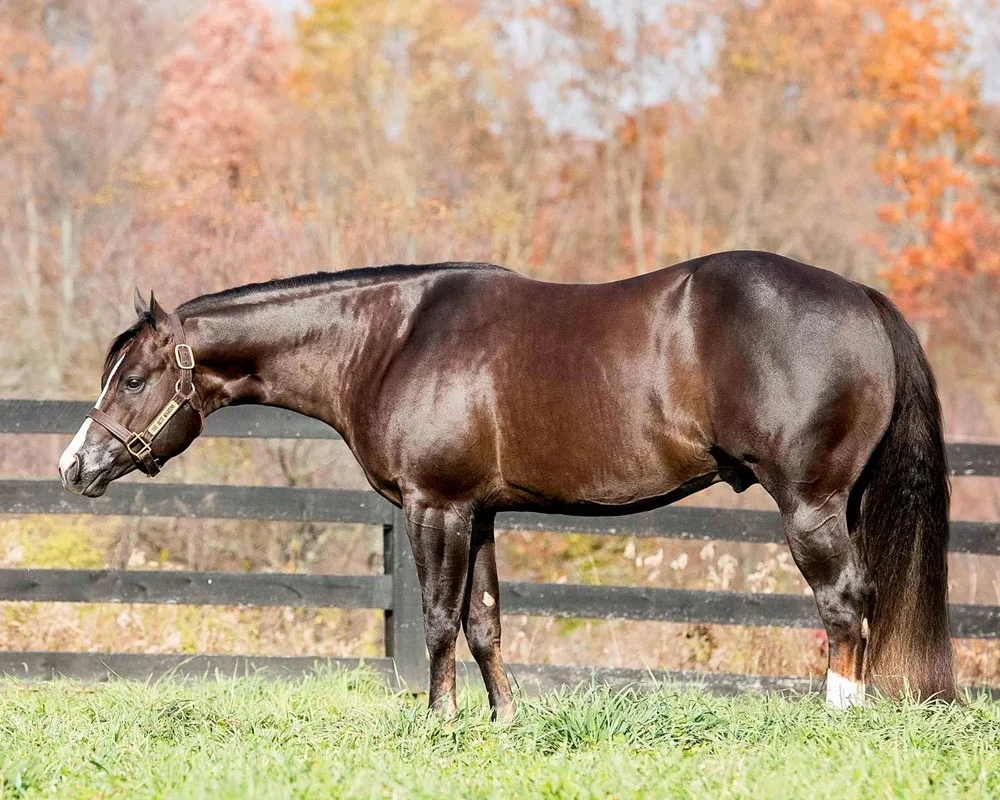 The Best Martini The Best Martini