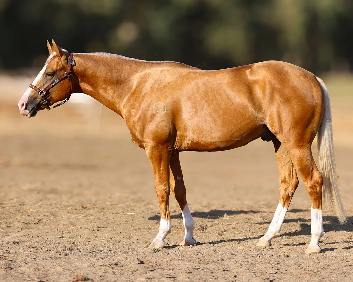 The Dane Ger Zone