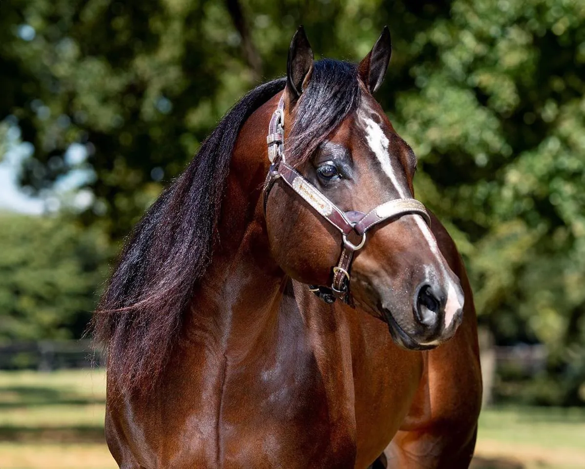 The Greatest Showman