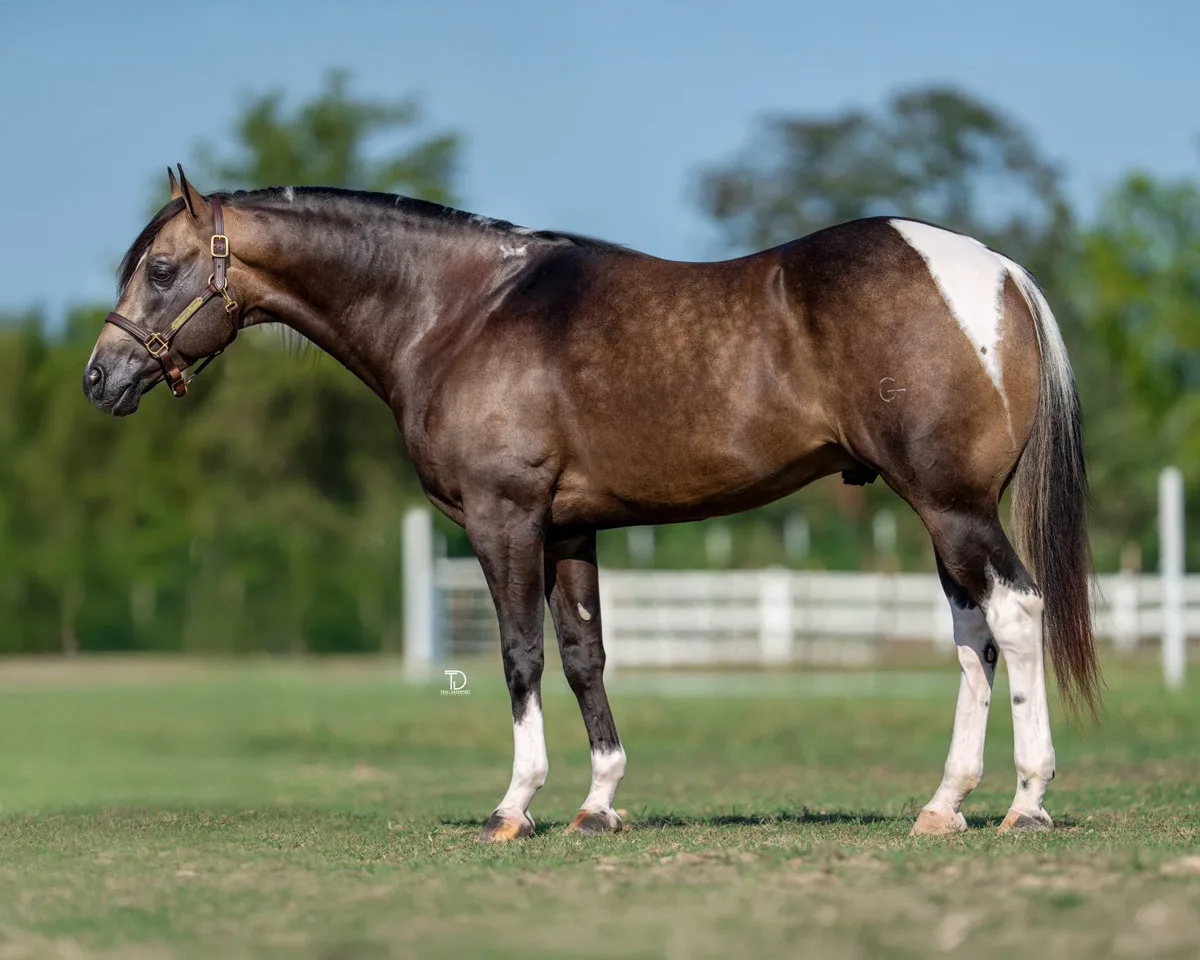 The Midnight Special The Midnight Special