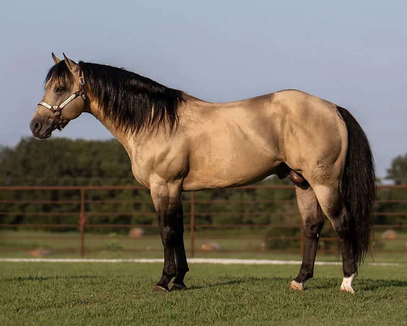 Watch Jack Winit Watch Jack Winit