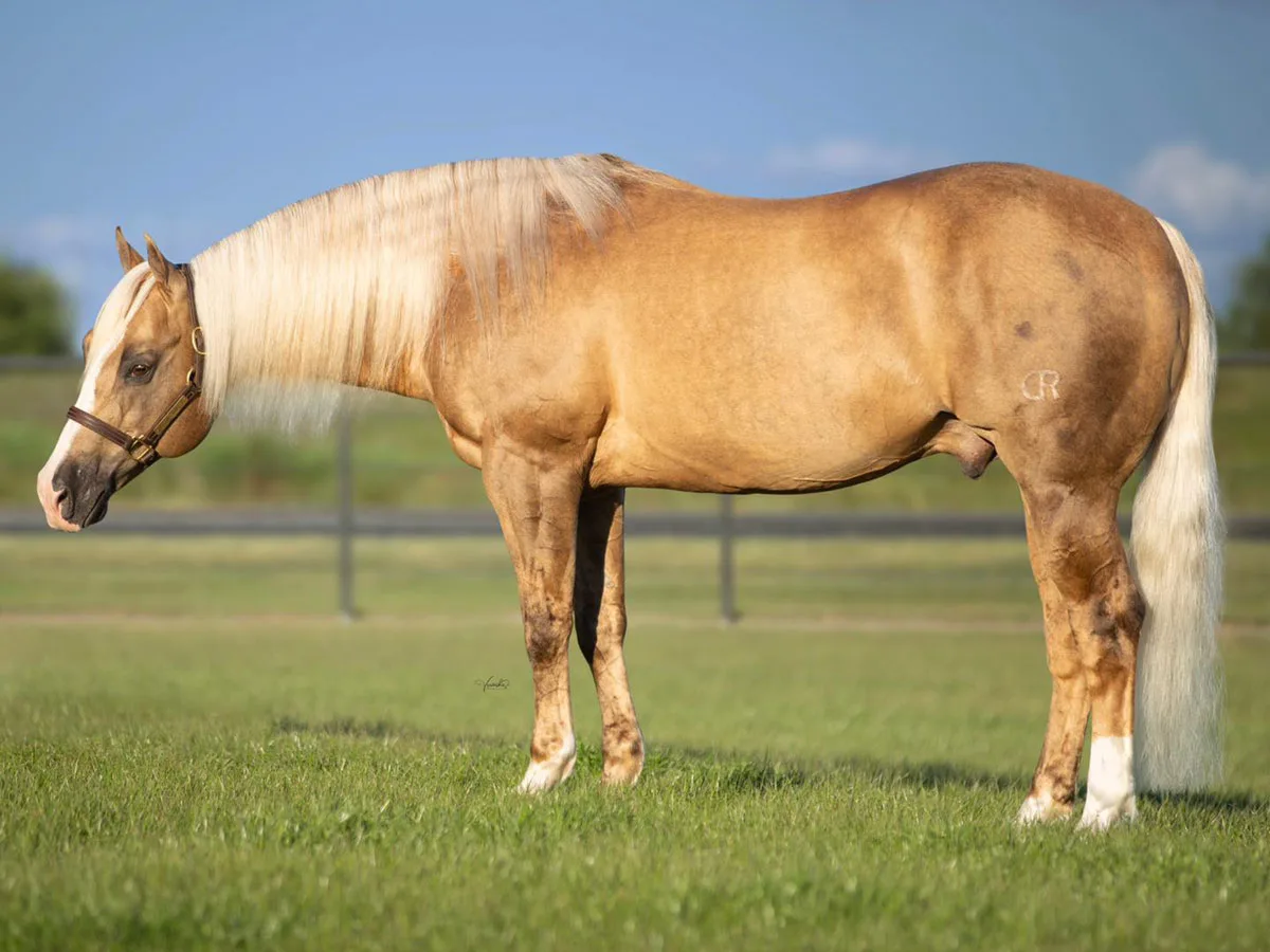 Wimpys LittleColonel