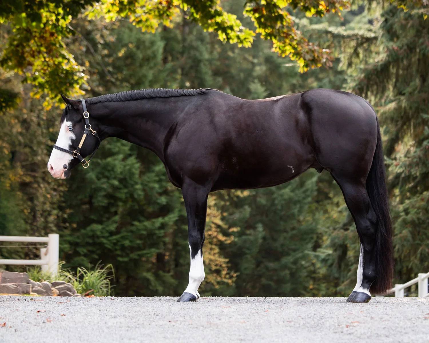 Wow Im Charismatic Paint Horse (APHA/PTHA) Stallion Listing | Wow