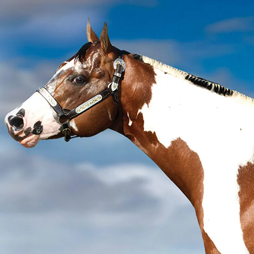 Your Ultimate Stallion Comparison Tool | StallionCompare.com