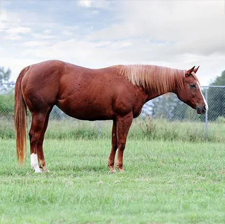 Hot Lopin Louise AQHA