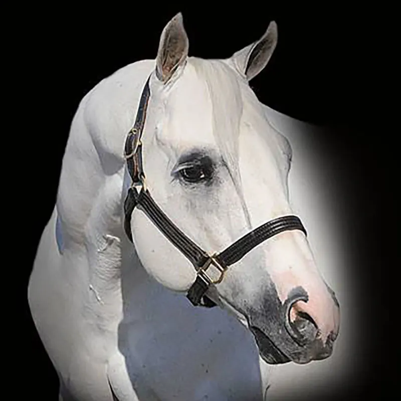 Huntin For Chocolate