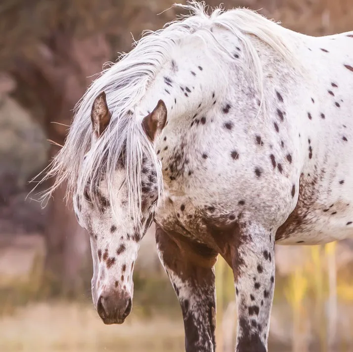 JBJs Kissin The Pearls