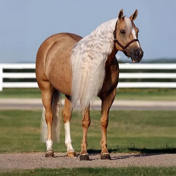 A Bueno Poco Dunit A Bueno Poco Dunit