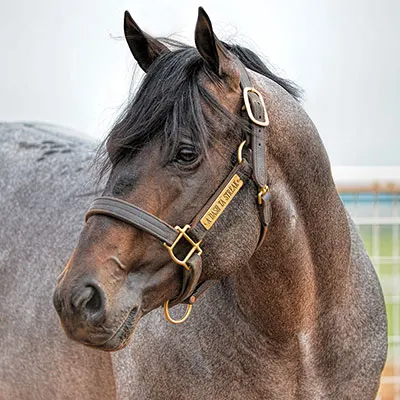 Royal Crown Roping Futurity Details