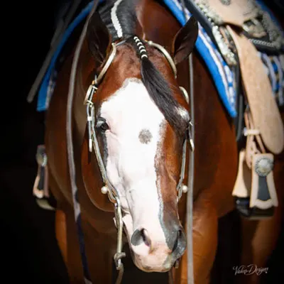 Premier Sires Details