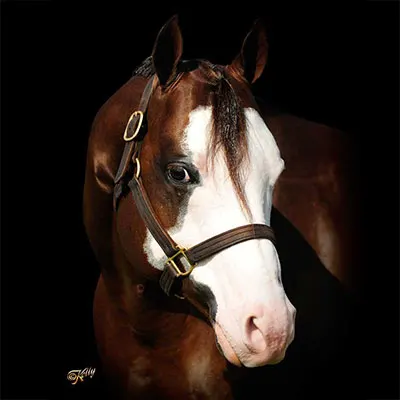 Cash for Color Stallion Program Details