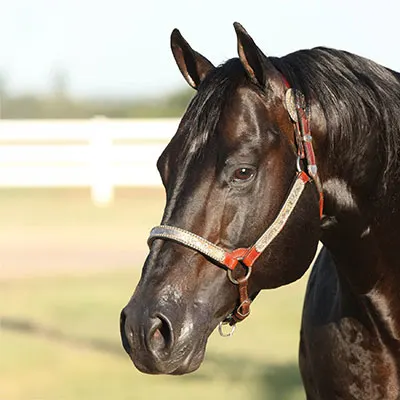 NRHA Sire & Dam Details