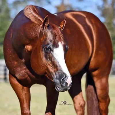 ARHA Roan to Riches Details ARHA Roan to Riches Details