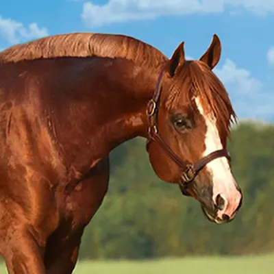 Premier Sires Details