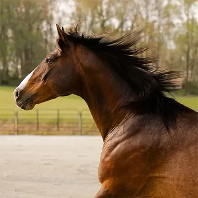 Pennsylvania Quarter Horse Association Quality Improvement Program Details Pennsylvania Quarter Horse Association Quality Improvement Program Details