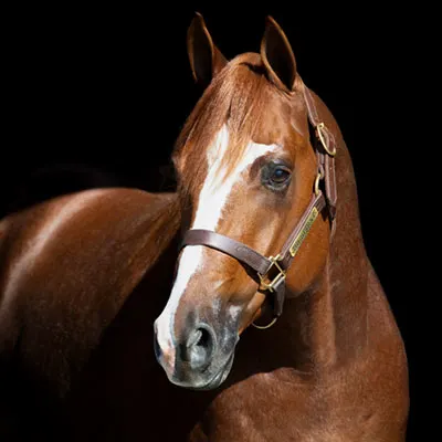 Legends of the South Stallion Incentive Program Details