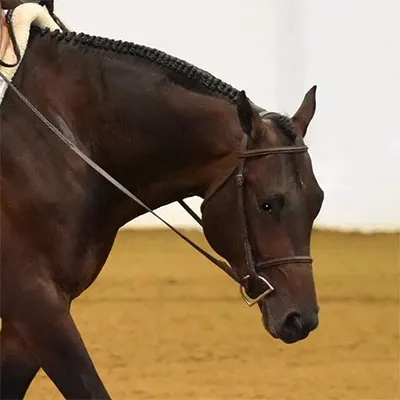 NSBA Breeders' Championship Futurity Details