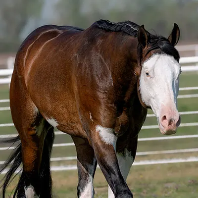 NSBA Breeders' Championship Futurity Details