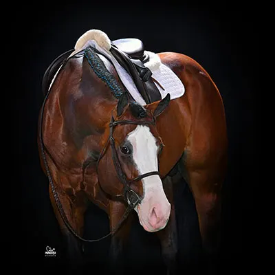 Cash for Color Stallion Program Details