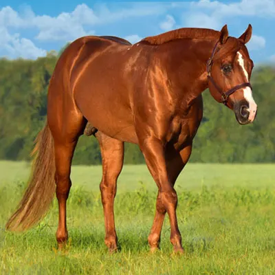 Premier Sires Details