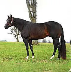 An Awesome Mister An Awesome Mister