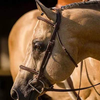 Cash for Color Stallion Program Details