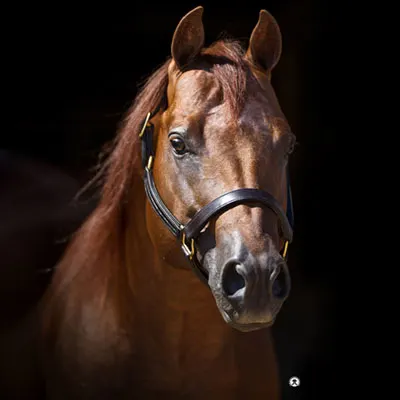 NRHA Sire & Dam Details