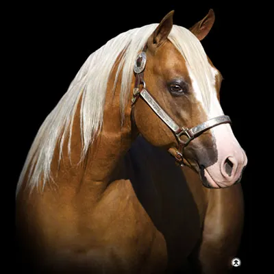 All Star Reining Stakes Details All Star Reining Stakes Details