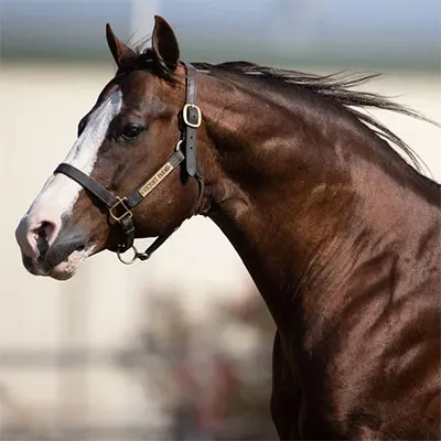 Legends of the South Stallion Incentive Program Details