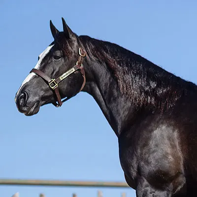 Riata Buckle Details