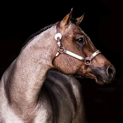 ARHA Roan to Riches Details ARHA Roan to Riches Details