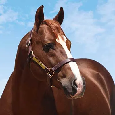 Breeders Invitational Details