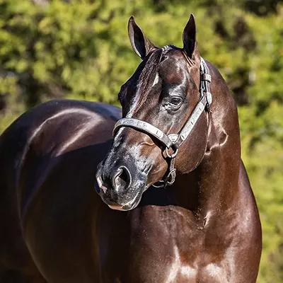 NSBA Breeders' Championship Futurity Details