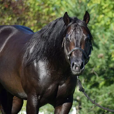 ARHA Roan to Riches Details ARHA Roan to Riches Details