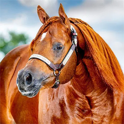 Elite Halter Futurity Details