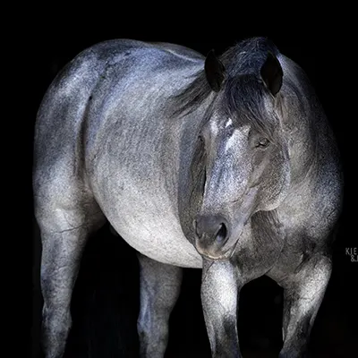 NRHA Sire & Dam Details