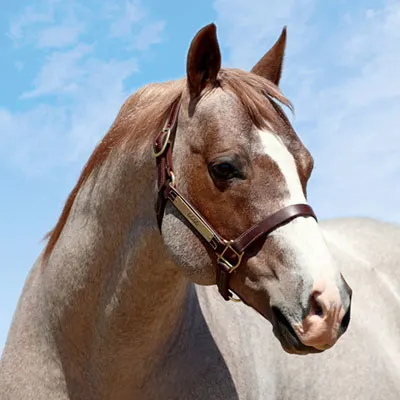 Breeders Invitational Details