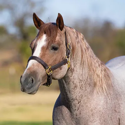 Platinum Medal Rope Horse Futurity Details